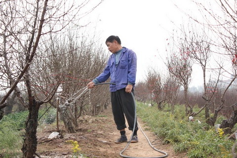 Chu vuon du doan gia dao Tet Giap Ngo hinh anh