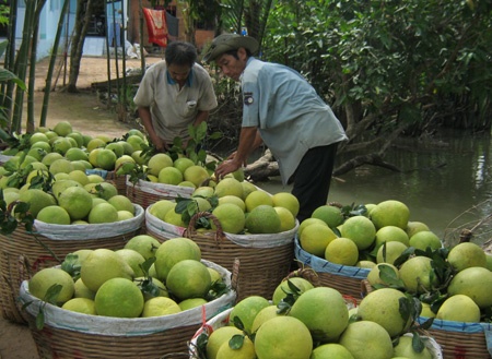 Buoi Nam Roi, quyt hong duoc gia, nha vuon 'chanh' hinh anh