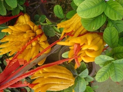 Phat thu Tay Thien gia chuc trieu do bo Ha Noi hinh anh