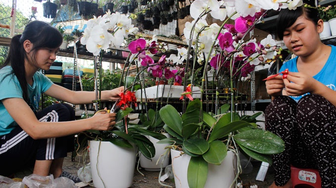 Hoa lan dat hang do nguoi Sai Gon chon mua lam qua Tet hinh anh