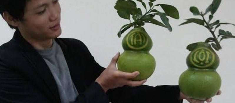 Dua thoi vang, buoi ho lo hut khach hinh anh