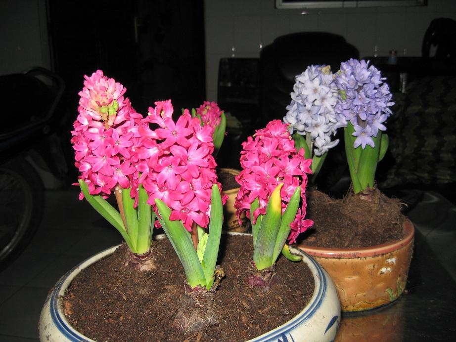 Hoa hanh tay den 70.000 dong/cu dat hang truoc Tet hinh anh