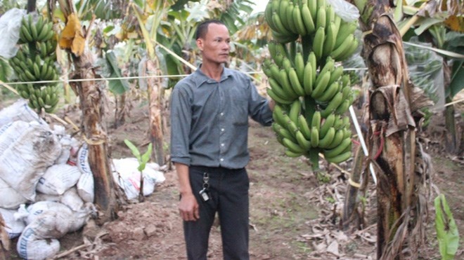 Thu lai 2 ty dong/nam tu chuoi tieu hong hinh anh