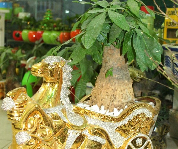 Cay canh cho dai gia va dan ngheo deu dat hang ngay can Tet hinh anh