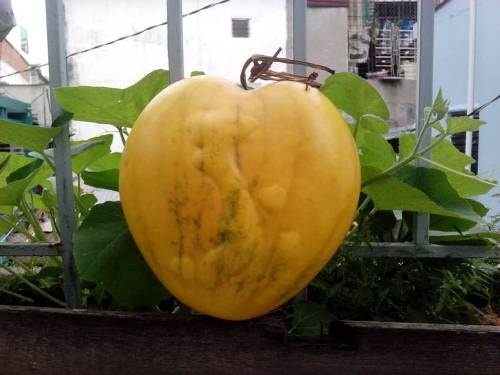 Dua hau co ban do Viet Nam 'sot' dip Tet 2014 hinh anh