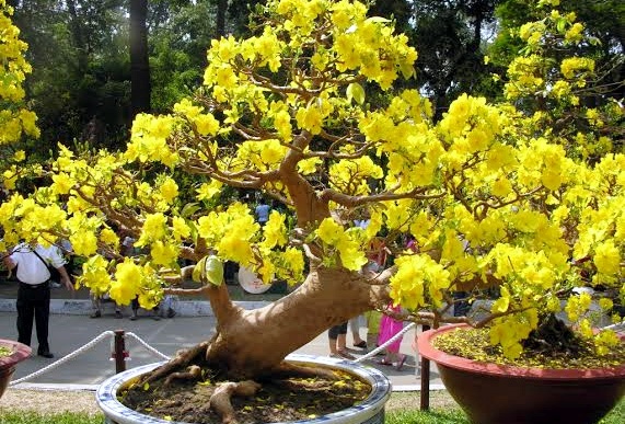 Nguoi Sai Gon chi ca tram trieu thue mai quy choi Tet hinh anh