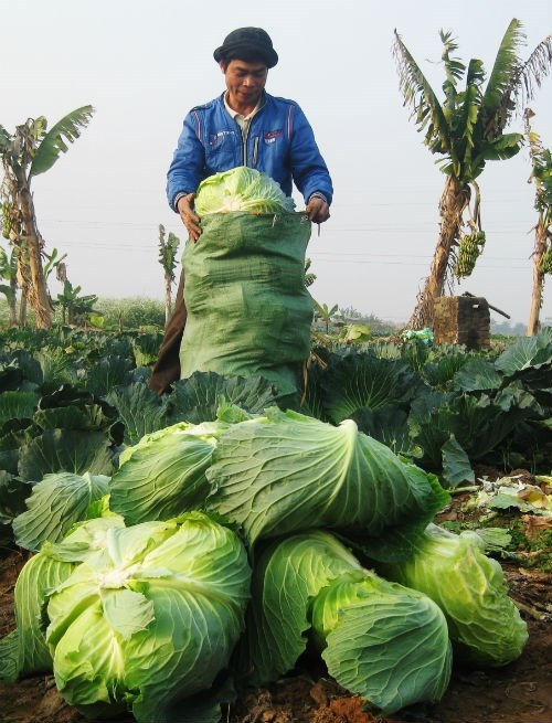 Chi 200 - 500 dong moi cay bap cai, su hao tai vuon hinh anh