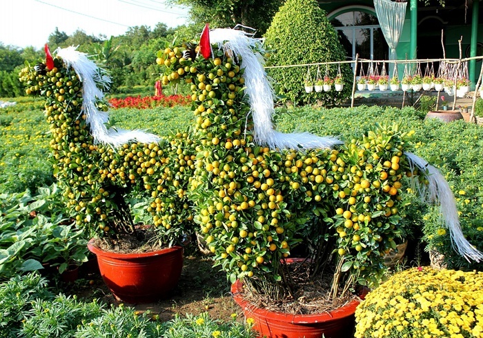 Cay canh hinh ngua bac trieu hut nguoi choi Tet nam Ngo hinh anh