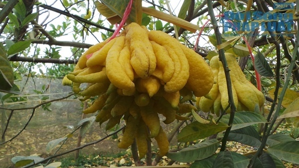 Qua phat thu gia 10 trieu dong o Dac So hinh anh