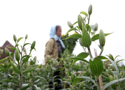 Vua ly Tay Tuu thap dien, cau hoa no hinh anh