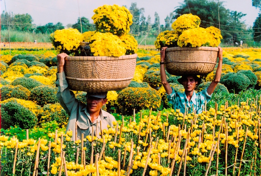 Nguoi mien Tay tat bat thu hoach hoa ban Tet hinh anh