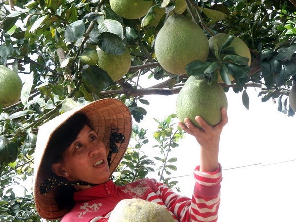 Nong dan thu hang ty dong tu viec trung mua buoi Tet hinh anh