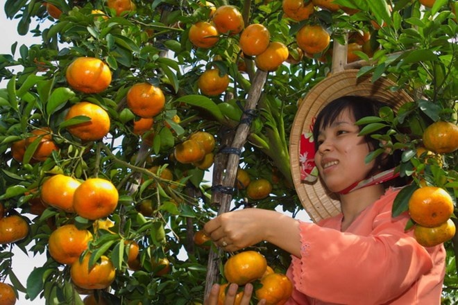 Trong quyt hong Tet thu lai hon 500 trieu dong hinh anh