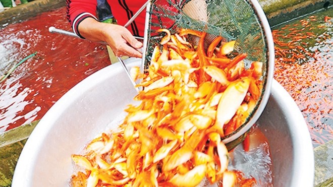 Ca chep Trung Quoc dat hang ngay tien ong Tao ve troi hinh anh