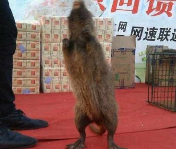 Chuot khong lo cao den dau goi nguoi khi dung hinh anh