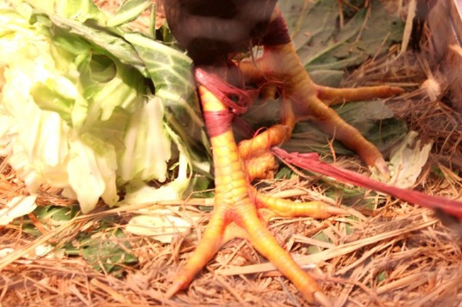 Ga 8 cua 'tien vua', ca Anh Vu bac trieu dat nhu tom tuoi hinh anh