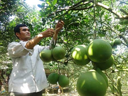 Vuon buoi tien ty o xa cu lao Bach Dang hinh anh