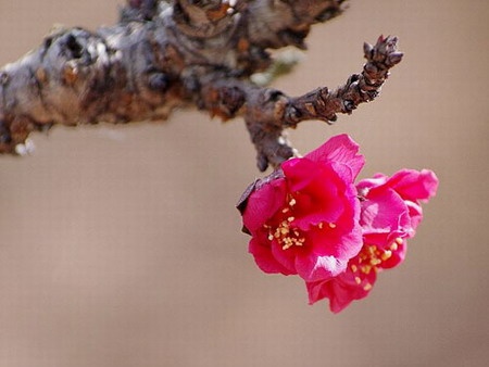 Nhung loai cay canh Tet dac biet co gia 'bong tay' o Ha Noi hinh anh