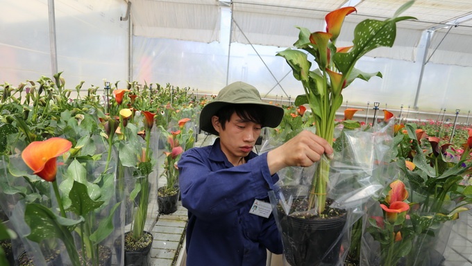 Hoa chau Da Lat gia re duoc mua Tet hinh anh