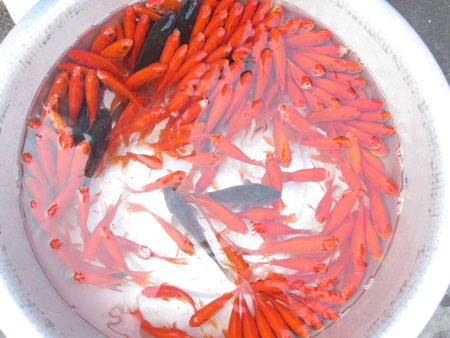 Ngay tien ong Tao, ca chep e do cho hinh anh