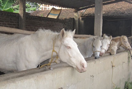 Di tung ngo, go tung nha gom ngua bach an thit lay may hinh anh