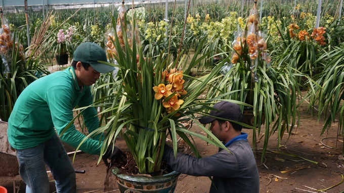 Hoa cao cap ban cham, hoa gia re thieu hang hinh anh