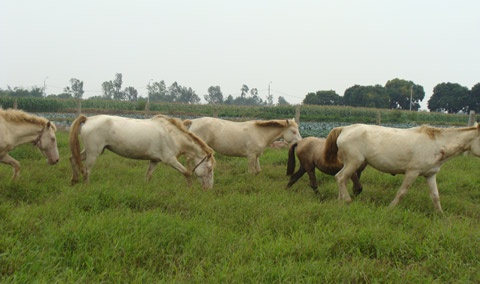 'Vuong quoc' bach ma giua long Ha Noi hinh anh