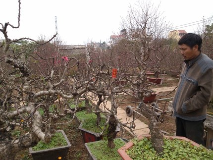 Dao That Thon: Cay 'cui kho' voi gia hang chuc trieu dong hinh anh