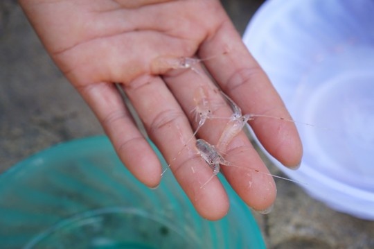 Dau nam, thu tien trieu tu tom nhi hinh anh