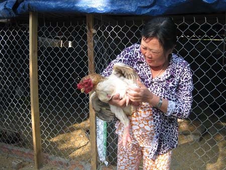 Kinh nghiem nuoi ga Dong Tao thu bac trieu hinh anh