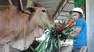 Hoa Tet cat cho... bo an hinh anh