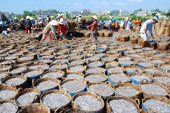 Ngu dan Binh Thuan trung dam ca com dau nam hinh anh