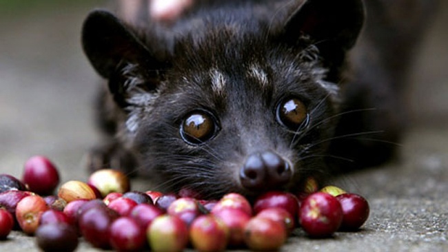 10 loai ca phe dat nhat hanh tinh hinh anh