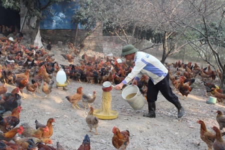 Nuoi ga thu 1,2 ty dong/nam hinh anh