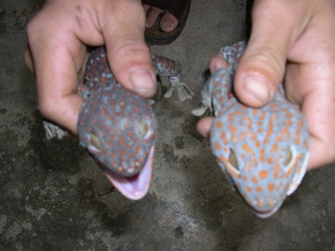 Nuoi  'do bo' thu tien trieu hinh anh