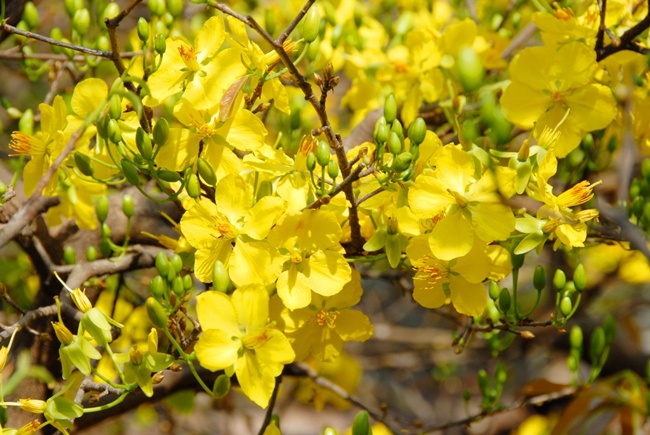 Mai vang mien Tay dua nhau no ro nua thang sau Tet hinh anh