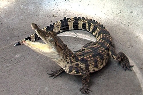 Kiem tien ty tu nuoi con dac san hinh anh