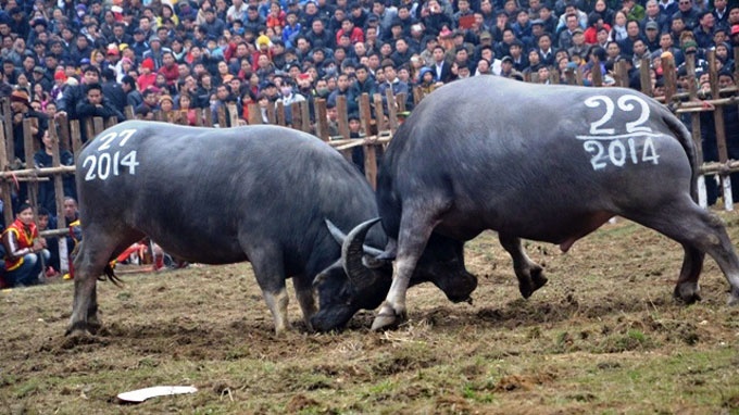 2 trieu dong mot kg thit trau choi hinh anh