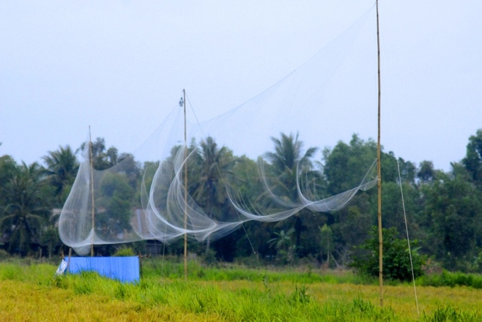 Giang luoi bay chim troi thu bac trieu cua dan mien Tay hinh anh