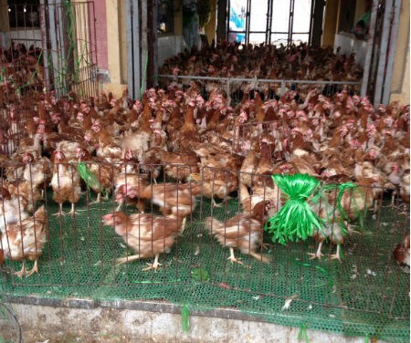 Ga dau troc chet, om tran cho gia cam lon nhat mien Bac hinh anh