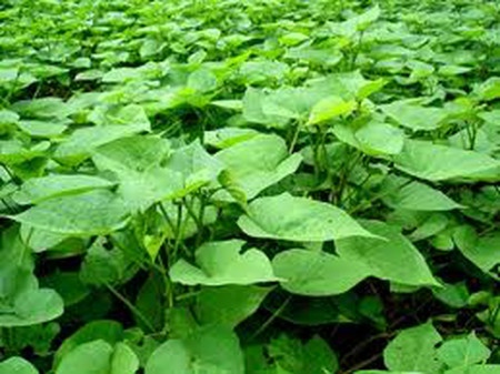 Thuong lai Trung Quoc ga mua la khoai lang 10.000 dong/kg hinh anh