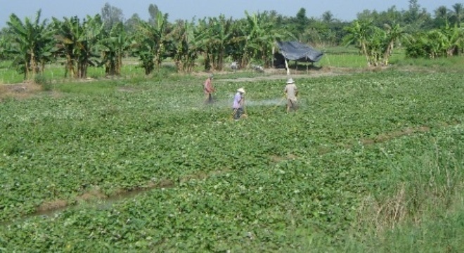 Bat thuong vu thuong lai Trung Quoc mua la khoai lang hinh anh