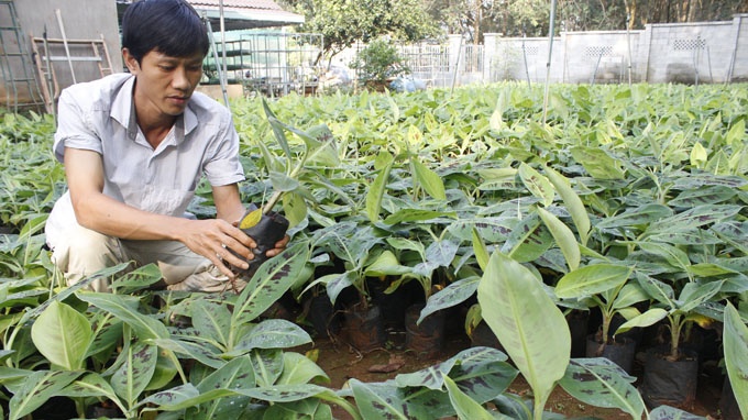 Lam giau tu chuoi, ca chua, ca tam... hinh anh