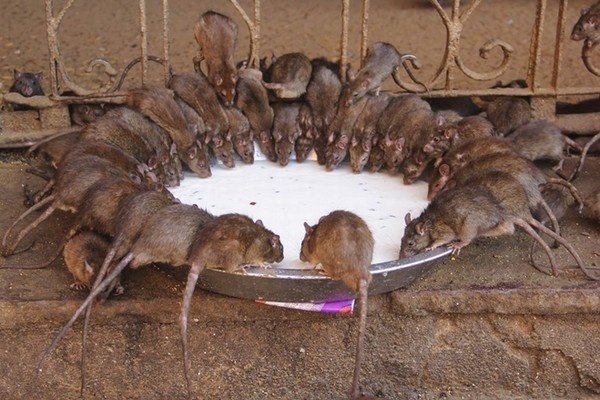 Ngoi den nuoi 20.000 con chuot hinh anh