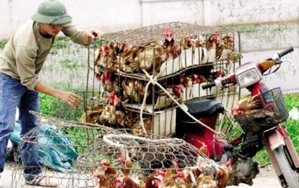 Cu ban 1.000 con ga, nong dan lo 30 trieu dong hinh anh