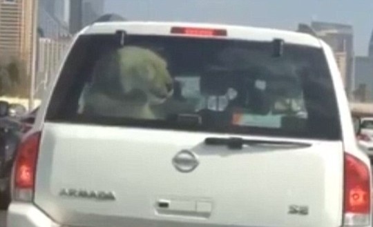 Cho su tu di choi tren xe hoi hinh anh