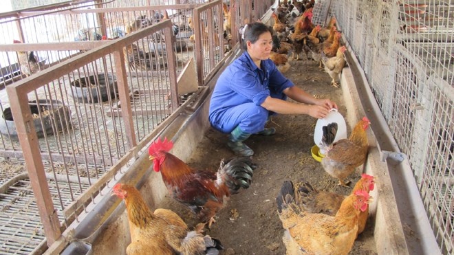 Chan nuoi gia cam lieu xieu trong dich cum hinh anh