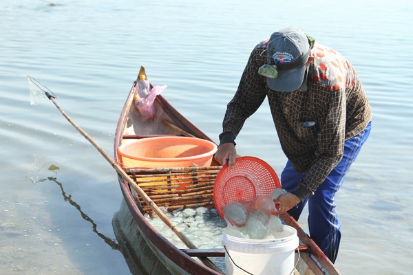 Ngu dan trung dam mua sua, rau cau hinh anh