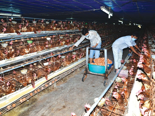 Nguoi chan nuoi chet dung voi dan gia cam hinh anh