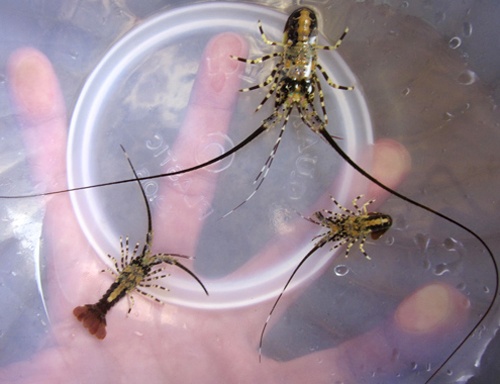 Kiem 10 trieu dong moi dem trong mua tom hum nhi hinh anh